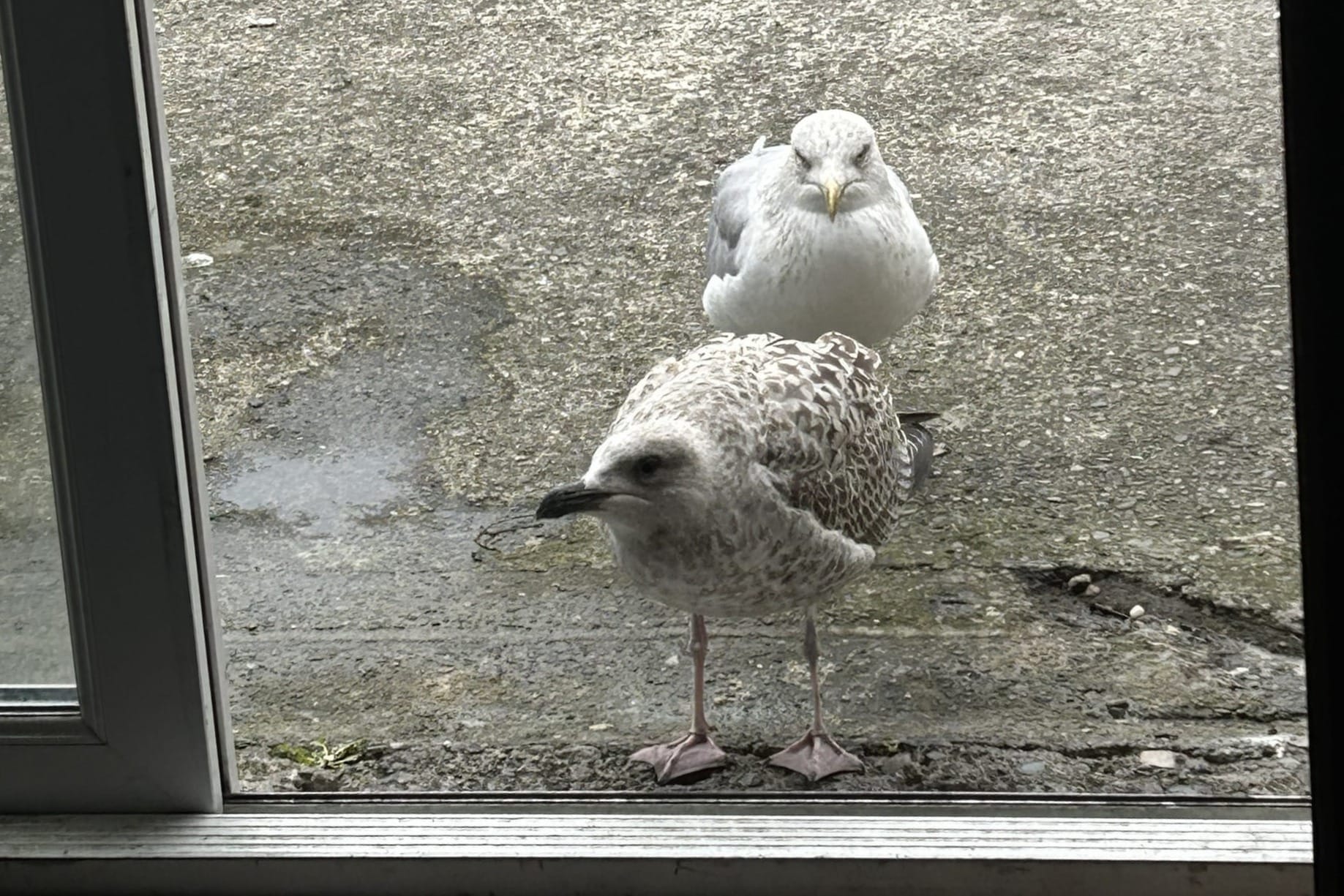 Dave and Baby Dave, watching Al through the window.