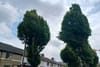 Hornbeam trees in Maryland.