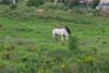 As the Issue of Abandoned Horses in Dublin Persists, Some Call on Council to Change Its Approach