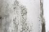 Is the Mould in Our Homes Being Taken Seriously Enough?