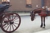 With New Generation of Carriage Drivers Come Safety Concerns
