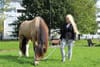 At Molyneux Yard, a Group of Horse Owners and Locals Rally to Save Their Lane