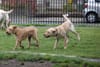 Dublin City Council plans to expand its animal welfare unit and equip it, maybe, with drones