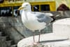 Frank: The Seagull Plague