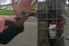 The Plant Bandit of Dublin City