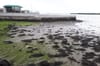 A Renewed Effort for More Public Swimming at Clontarf Baths
