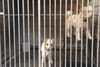 Two dogs in a cage.