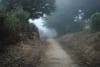 In Howth, effort to trim back vegetation to clear tramway trail went way too far, locals say