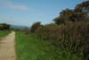 Councillors look for strategies to avoid overzealous hedge cutting in Howth