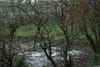 Locals push for full ecological survey before development of Balbriggan’s Mill Pond Park