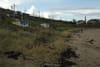 In Balbriggan, the spread of beach grasses has become a flashpoint in a changing town