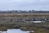 Why are brent geese moving inland, scuppering plans for homes and all-weather pitches?