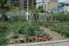 In Bridgefoot Street Park, a community of gardeners experiment with ways to increase biodiversity