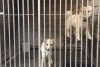 Should a new dog shelter count as a climate action project?