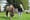 At Molyneux Yard, a Group of Horse Owners and Locals Rally to Save Their Lane