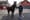 Rise in Euthanised Horses Fuels Calls For Change of Approach