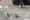 A woman in Marino gets some unexpected daily visitors