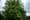 In Dún Laoghaire-Rathdown, Some Question Why Only One Tree Preservation Order Has Ever Been Issued