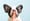 white and black french bulldog