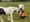 In an improvement, the council is seizing and euthanising fewer horses